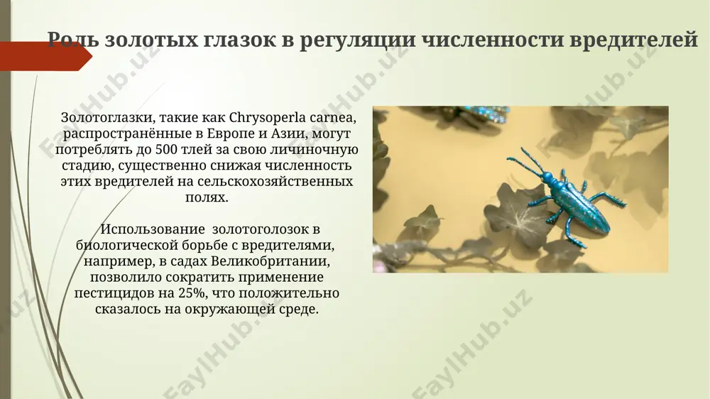 златоглазки - Page 4