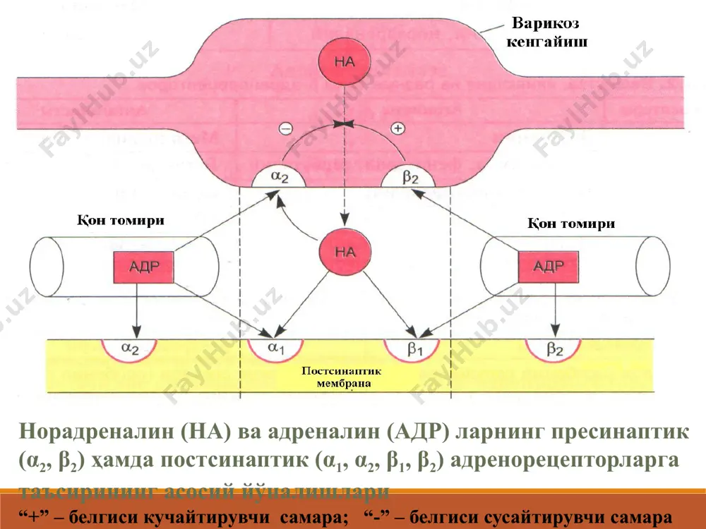 бачадон мушаклари таранглилигини сусайтириш учун. симпатомиметиклар эфедрина гидрохлорид-бевосита адреномиметик табл. 0,025; амп. 5% -1 мл эритма; 3% -10 мл бурун томчиси. мнт ўтади, яхши сўрилади на пресинапсдан чиқишини на нейронал қайта сўрилишини адреналин каби :α1-адренорецепторларни қт ларни торайтиради бронхлар силлиқ мушаклар тонусини қўлланилиши бронхиал астма (мнт га таъсири сабали хозир кам тавсия этилади). гипотонияда. ринитда (махаллий). офтальмологияда кўз қорачиғини кенгайтиришда (диагностика) нарколепсия (патологик туш куришнинг бузилиши). теофедрин эфедрина гидрохлорид, теофиллин, кофеин, парацетамол, фенобарбитал, красавки экстракти, цитизин. (бронхиал астмада). солутан- фл. 50 мл. эфедрина гидрохлорид, алкалоид (красавка илдизи) балғам кўчирувчи, бронхолитик дори сифатида бронхит ва бронхиал астмада эътиборингиз учун рахмат ! image3.png image4.jpeg image5.png image6.jpeg image7.jpeg image8.jpeg image9.jpeg image10.jpeg image11.jpeg image12.jpeg image13.jpeg image14.jpeg image15.jpeg image16.jpeg image17.jpeg image18.jpeg image19.jpeg image20.png image21.jpeg image22.jpeg