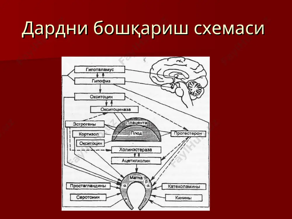 англашмайди бирламчи дард тутиш сустлиги сабаблари она организмидаги патология: эгз (инфекцион, эндокрин, камконлик) преэклампсия инфантилизм бачадон аномалияси бачадон чандиклари эндомиометрит миома бачадонни хаддан ташкари чузилиши ( куп тугадиган аел, эгизаклар, куп сувлик, йирик хомила) 30 ешдан утган тугадиган аел ҳомила ва плацента патологияси ҳомила асаб тизимини ривожланиш нуксонлари; ҳомила буйрак усти безларини аплазияси; плацентани олдинда келиши ва паст жойлашиши; плацентани вақтидан олдин қариши ҳомила харакатланиши учун механик тусиклар тор чаноқ кичик чаноқ усмалари ҳомилани нотуғри ётиши ҳомила бошини нотуғри келиши бачадон буйнини анатомик ригидлиги туғруқ стимуляцияси окситоцин 5 бирлигини 500 мл физиологик суюқликда эритадилар 6-60 мл/соатига дан бошлади (1-6 миллибирлик бир дақиқада) юбориш тезлигини оширилади хар 15-30 дақиқада 6-60 мл/соатига қўшилади (1-6 миллибирлик бир дақиқада) ёки хар 15-30 дақиқада бошланғич дозани икки карра оширилади ҳомила холатини кузаш керак! туғруқ аномалияда келадиган асоратлар она учун: жарохат/бачадон ёрилиши бачадоннинг «холдан кетиши» - атоник бачадон –асосий хавф туғруқдан сўнг қон кетиши ҳомила учун: …