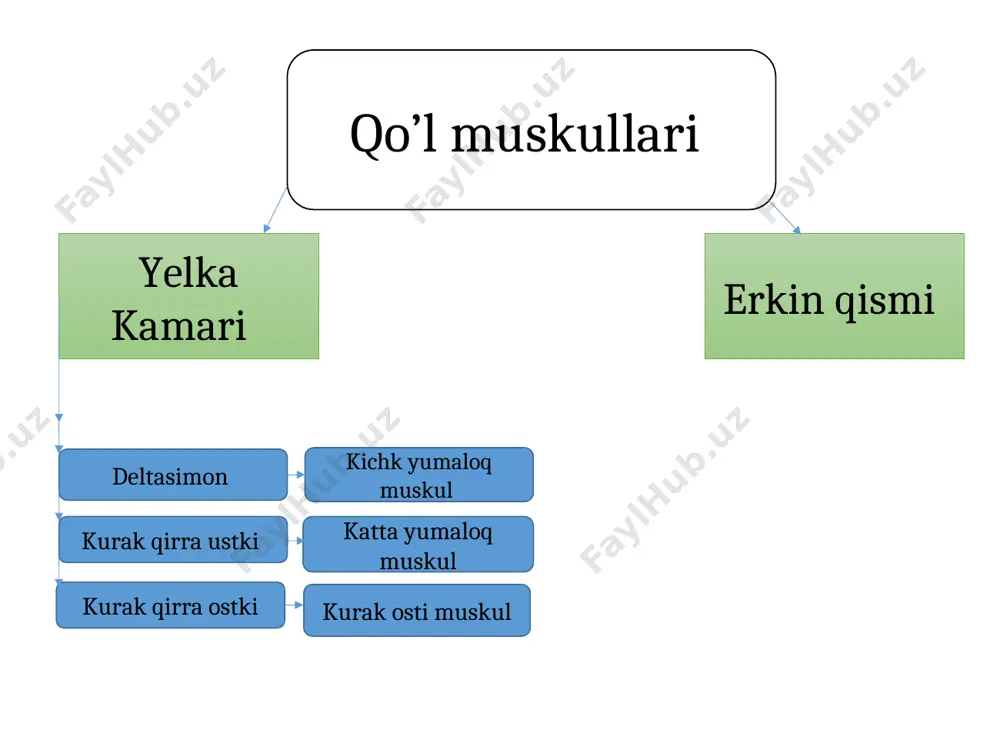 zasidan, yelka suyagining medial g’adr budirdan, bosh barmoqning 2-g’adr budrga yopishadi tirsak suyagining medial sathi, suyaklar aro paydan boshlanib, bilakning o’rtalariga kelganda 4 ta alohida payga bo’linadi. bu paylar barmoqlarga borganda panjaning bukuvchi yuza muskul payi orasian o’tib, 2-5 barmoqlarning tirnoq falangi suyaklariga yopishadi panjani bukuvchi chuqr muskul m.flexsis digitorum prafonus bilakni ichkariga burovchi kvadrat muskul-bilak suyaklari pastki qismining old tomonida joylashgan m.pranotor cuatratos bilak muskullari orqa yuza panjani yozuvchi panjani yozuvchi tirsak muskuli yelkaning lateral g’adr budr domboqchasidan va bilak fassiyasidan boshlanadi. bilakning o’rtasida 4 ta paychaga ajraladi. panja sohasida har biri 3 tadan paychaga ajraladi, 2-5 barmoqlarning 2-chi falangalariga yopishadi, yelka suyagining lateral g’adr budr dombog’idan, tirsak suyagining orqa sathidan, kaft suyagiga yopishadi m.extsnsiz, digitorum m.extsnsiz, carpi ulnaris chuqr supinatsiya qiluvchi bosh barmoqni olib qochuvchi uzn m bosh barmoqni yozuvchi uzn va qisqa muskul bilak muskullari 4 ta orqa yelka suyagining lateral g’adr budiridan boshlanadi, bilak suyagi yuqori …
