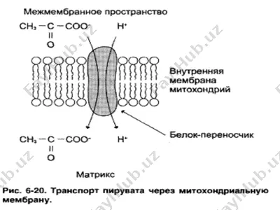 пируватдегидрогеназа комплекси — PPTX