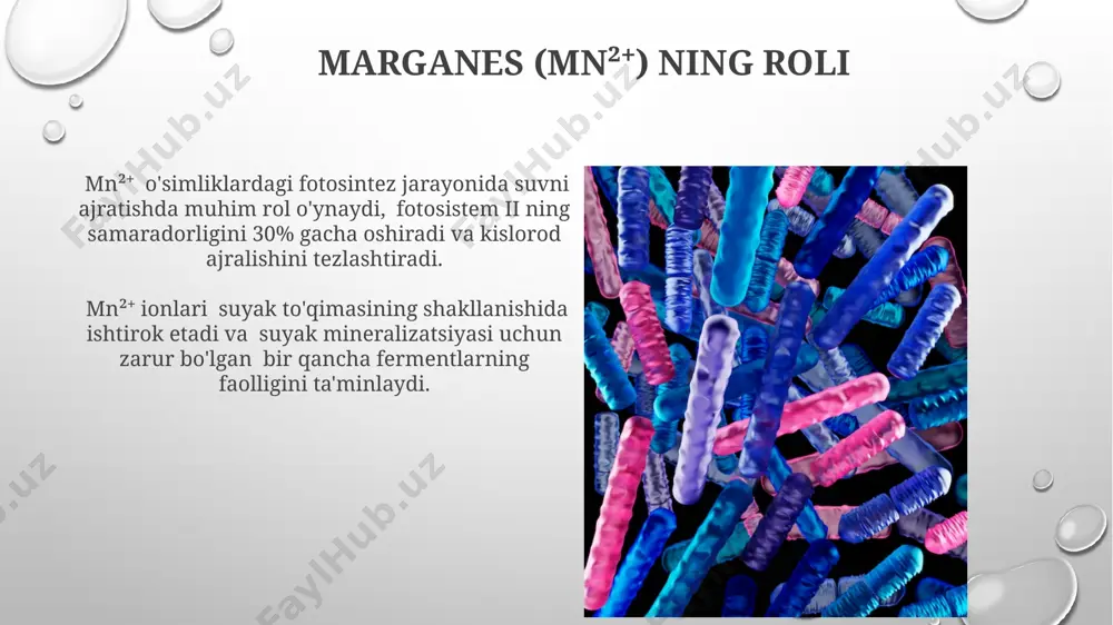 signalizatsiyasi kabi juda ko'p fiziologik jarayonlarda muhim rol o'ynaydi, uning sitoplazmadagi konsentratsiyasi 10⁻⁷ mol/l atrofida bo'lib, qat'iy tartibga solinadi. kaltsiy (ca²⁺) ning roli kaltsiy ionlari (ca²⁺) mushaklarning qisqarishi jarayonida muhim rol o'ynaydi, aktinfilamentlar va miozinfilamentlarning o'zaro ta’siri uchun kalsiyning 10⁻⁷m dan yuqori konsentratsiyasi zarur. kaltsiy (ca²⁺) suyaklar va tishlarning asosiy mineral tarkibiy qismi bo'lib, ularning mustahkamligi va tuzilishini ta’minlaydi, taxminan 99% kaltsiy suyaklarda joylashgan. natriy-kaliy pompasi natriy-kaliy pompasi faoliyati hujayra hajm regulyatsiyasi, nerv impulslarining uzatilishi va mushaklarning qisqarishi kabi muhim fiziologik jarayonlarda ishtirok etadi. natriy-kaliy pompasi har bir siklida 3 ta natriy ionini hujayradan tashqariga va 2 ta kaliy ionini hujayra ichiga tashiydi, bu esa elektrokimyoviy gradient hosil qiladi. kaliy (k⁺) ning roli kaliy (k⁺) o'simliklarda stomatal ochilish va yopilishini tartibga soladi, bu suvning transpiratsiyasi va fotosintez uchun co₂ ning olinishini nazorat qilishda muhim rol o'ynaydi, masalan 10% ga o'zgarishi. k⁺ hujayra ichidagi osmotik bosimni tartibga solishda ishtirok etadi, bu …