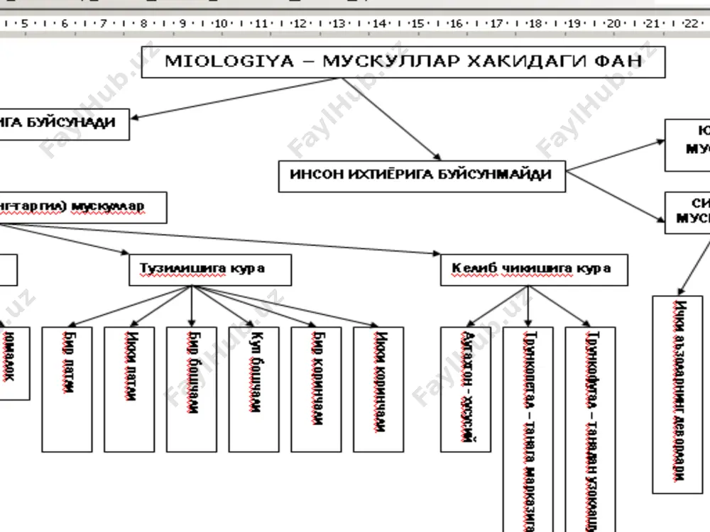 ikkan joyidan, qorin to’g’ri muskuli qinining old qismidan boshlanib, yelka suyagining tuberculum major ga birikadi. 2.m.pectoralis minor- bosh.iii-v qovurg’alardan boshlanib, kurak suyagining processus coracoideus ga birikadi. 3.m.subclavius- o’mrov osti muskuli. i- qovurg’a va o’mrov suyagi orasida joylashgan. 4.m.serratus anterior – oldingi tishli muskul.yuqoridagi viii – ix qovurg’alardan tishlar b.n boshlanib, kurak suyagining margo medialis ga birikadi. kokrakning chuqur guruh muskullari. 1.m. intercostalis externa- tashqi qovurg’alararo muskul.bu muskul yuqoridagi qovurg’aning pastki qismidan boshlanib, pastdagi qovurg’aning yuqori chekkasiga yopishadi.muskul tolalari yuqoridan pastga yo’nalgan b.b, qovurg’alarning tog’ayigacha keladi, umurtqalarning oldigacha boradi. diafragma – ko’krak qorin to’sig’i. bel, qovurg’a, to’sh qismlari tafovut qilinadi. - to’shning xanjarsimon o’sig’iga, - pastki qovurg’alarga 7-12 -1-2 bel umurtqalariga diafragma teshiklari: 3 ta 1) hiatus aorticus- aorta o’tadi. 2) hiatus esophagus- qizilo’ngach o’tadi 3) foramen vena cava- pastki kovak vena 2 ta uchburchagi bor: 1) trigonum lumbacostalis 2) trigonum sternocostalis bu uchburchaklarning yomon tomoni- diafragma churralari bo’lishi mumkin. 2.m.intercostalis …