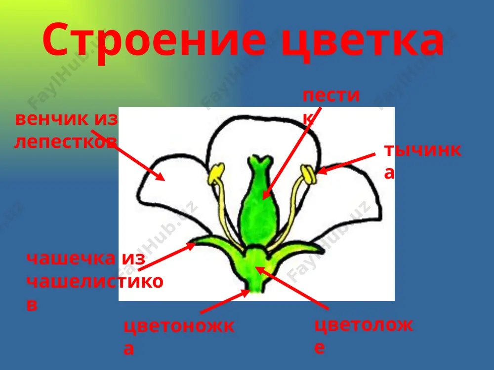 reproduktiv organlar rasteniy - Page 3