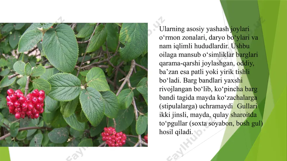 ng tuproq, namlik va yorug‘likka nisbatan bo‘lgan munosabati turli ekologik omillar ta’sirini o‘rganish uchun muhim eksperimental obyekt bo‘lib xizmat qiladi. ekologik ahamiyati viburnaceae vakillari tabiatda ko‘p jihatdan muhim ekologik rol o‘ynaydi. ularning gullari ko‘plab changlatuvchi hasharotlar, ayniqsa ari va kapalaklarni o‘ziga tortadi. shu orqali ular changlanish jarayonida faol ishtirok etadi va ekotizimning barqarorligiga hissa qo‘shadi. mevalari esa qushlar uchun muhim oziq manbai bo‘lib, ularning biologik xilma-xilligini qo‘llab-quvvatlaydi. bu o‘simliklar yovvoyi hayvonot va qushlar uchun yashash joyi va himoya zonasini yaratadi. bundan tashqari, tuproq eroziyasining oldini olishda, atmosfera changini ushlab qolishda ham viburnum turlari muhim o‘rin tutadi. ayniqsa, ularni shaharlarda yashil zonalar, yo‘l chetlari, xiyobon va bog‘larda ekish orqali shovqinni kamaytirish va ekologik muhitni yaxshilashga erishiladi. amaliy (xo‘jalik) ahamiyati viburnaceae oilasi vakillarining bezakli qiymati ularni landshaft dizaynida keng qo‘llash imkonini beradi. ular o‘zining bahordagi gul ochishi, yozdagi zich barglari va kuzgi yorqin mevalari bilan yil davomida estetik go‘zallik yaratadi. bog‘-xiyobonlar, shahar …