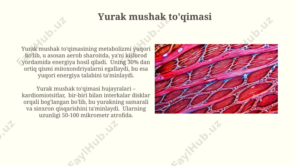 rishi, neyromuskulyar birikma orqali, nerv impulslarining asetilxolin vositasida uzatilishi natijasida boshlanadi, bu esa taxminan 1 millisekund davom etadi. kalsiy ionlari (ca2+) sarkoplazma retikulidan chiqishi, troponin c bilan bog'lanib, aktin va myozin o'rtasidagi bog'lanishni ochib beradi, bu esa 40°c haroratda maksimal qisqarish tezligini ta'minlaydi. mushaklarning charchoqlari mushaklarning charchoqlanishiga 20-30 yosh oralig'idagi ayollarning 70% gacha qismi, ayniqsa, jismoniy faoliyat yuqori bo'lgan toshkent shahri aholisi orasida uchraydi. mushaklarning kuchsizlanishi va og'riqlarining 1-2 kun davomida saqlanib qolishi, ayniqsa, og'ir yuk ko'tarishdan keyin, mushak tolalarining 8-12 soat davomida to'liq tiklanishiga to'sqinlik qiladi. mushaklarning tekshiruvi mushak biopsiyasi, 3-5 mm hajmdagi mushak to'qimasini olishni o'z ichiga oladi, bu esa gistopatologik tahlil orqali 100 dan ortiq mushak kasalliklarini aniqlashga yordam beradi. mushaklarning tekshiruvi, elektromiografiya (emg) yordamida, 20 dan ortiq mushak guruhlarining faolligini o'rganish imkonini beradi, masalan, toshkentdagi ixtisoslashgan klinikalarda. mushaklarning energiya manbalari mushaklarning asosiy energiya manbai – glyukozadır, uning 38 atp molekulasi hosil qilish uchun hujayra ichida oksidlanishi, …