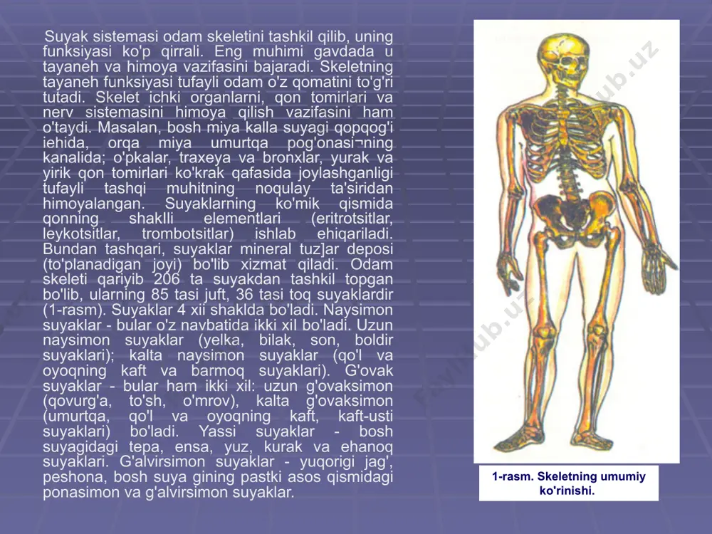 g'alvirsimon suyaklar - yuqorigi jag', peshona, bosh suya gining pastki asos qismidagi ponasimon va g'alvirsimon suyaklar. 1-rasm. skeletning umumiy ko'rinishi. odam tanasidagi suyaklar joylashishiga qarab bir necha qismga bo'lib o'rganiladi: bosh, gavda, qo'l va oyoq suyaklari. bosh suyagi 23 ta suyaklarning birikjsrudan tashkh topgan bo'lib ikki qismga bo'linadi: miya qutisi suyaklari va yuz suyaklari (2- rasm). miya qutisi suyaklariga: peshomi - i, tepa - 2, chakka - 2, ensa - i, asosiy - i, g'alvirsimon - 1 ta suyaklar kiradi. yuz suyaklariga: yuqorigi jag' - 2, yonoq - 2, burun - 2, ko'zyosh - 2, pastki burun chanog'i - 2, tanglay - 2, pastki jag' - 1, dimog' - i, til osti - i ta suyaklar kiradi.pastki jag' va chakka suyaklari bir-biri bilan bo'g'im hosil qilib birikadi. bu bo'g'im tufayli pastki jag' xilma-xil harakatlarni bajaradi va natijada odam ovqatni chaynash, so'zlash, kuylash imkoniga ega bo'ladi. yuqorida aytilganidek, yosh bolalarda bosh …