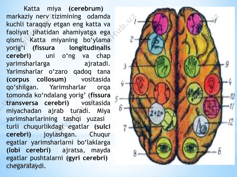 undan chekkaroqda miyachaning o‘rta oyoqchasi bilan oliva o‘rtasidan ketma-ket joylashgan vii juft yuz nervi (n. facialis) va viii juft dahliz-chig‘anoq nervining (n. vestibulocochlearis) ildizsi chiqadi. uzunchoq miyaning olivasi orqasidagi egatdan birin-ketin ix juft til-yutqin nervi (n. glossophyngeus), x juft adashgan nerv (n. vagus) va xi juft qo‘shimcha nervning (n. accessorius) ildizlari chiqadi. xii juft www.arxiv.uz bosh miyaning asosi va undan bosh miya nervlari ildizlarini chiqishi. 1-bulbus olfactorius; 2-tractus olfactorius; 3-substantia perforata anterior; 4-tuber cinereum; 5-tractus opticus; 6-corpora mamillaris; 7-gangl. trigeminale; 8-substantia perforata interpeduncularis (posterior); 9-pons; 10-cerebellum; 11-pyramis; 12-oliva; 13-nn.spinalis; 14-n.hypoglossus; 15- n.accessories; 16-n.vagus; 17-n. glossopharyndeus; 18-vestibulocochlearis; 19-n. facialis; 20-n.abducens; 21-n. trigeminus; 22-n.trochlearis; 23-n.oculomotorius; 24-n.opticus; 25-n. olfactorii. www.arxiv.uz til osti nervining (n. hypoglossus) ildizi esa piramida bilan oliva o‘rtasidagi egatdan chiqadi. yangi tug‘ilgan chaqaloq bosh miyasi nisbatan katta bo‘lib, uning og‘irligi o‘rtacha og‘il bolalarda 390g, qiz bolalarda 355g bo‘ladi. to‘rt yoshgacha miya, bo‘yiga va balandligiga bir tekis o‘sib, uning og‘irligi bir …