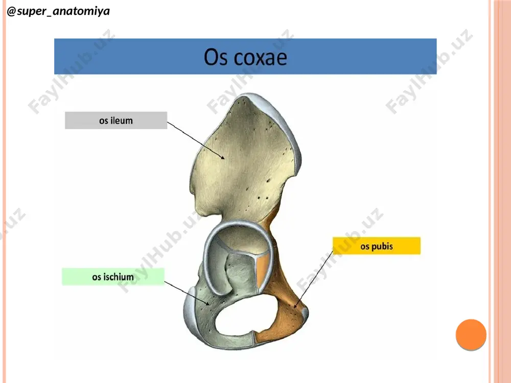 osteologiya - Page 4
