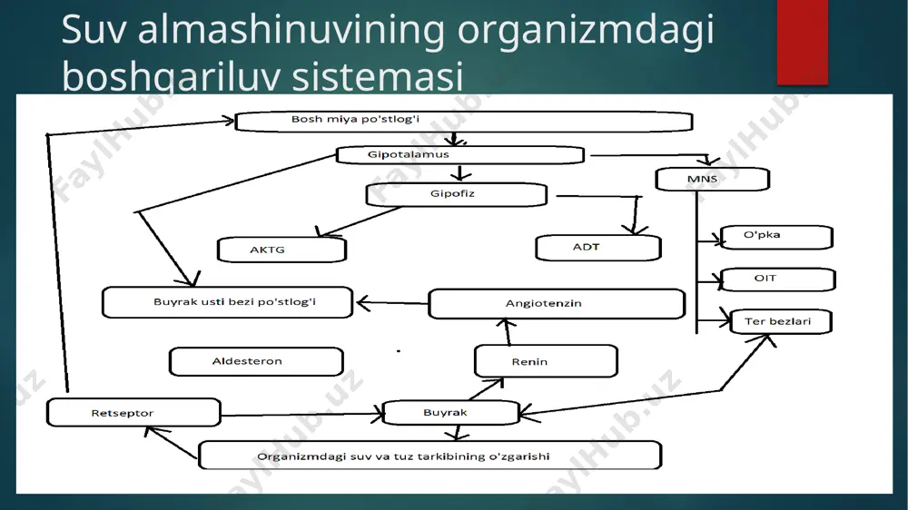 ratatsiya 2. gipogidratatsiya hujayralararo suyuqlikning osmolitik xususiyatiga qarab: 1.giperosmollar 2.gipoosmollar 3.izoosmollar turiga qarab: 1.hujayraviy 2. hujayra tashqarisi 3. aralash chanqov va oliguriya chanqov – organizmda erkin suvning yetishmovchiligi va qon plazmasida osmotik bosimning yuqoriligini birinchi belgisidir. oliguruya – siydik miqdorining kamayishi bo’lib, degidratatsiyada rivojlanadi. jarayonning zo’rayishi ba’zan anuriyaga olib keladi. gipergidratatsiyada poliuruya rivojlanadi, siydikning solishtirma og’irligi past bo’ladi. shishlar (edemalar) edema – suvning organizmda ushlanib qolishi. asosan hujayralararo bo’shliqda suyuqlikning to’planishi bilan ifodalanadi. edamalarning hosil bo’lishi, ko’pincha organizmda suvning hadda tashqari ko’payishi va na ning ushlanib qolishi oqibatida sodir bo’ladi. agar organizmda uzoq vaqt na to’planadiga bo’lsa, shu na to’qimada suvning to’planishiga sabab bo’ladi. bunga misol qilib giperaldosteronizmni keltirish mumkin. oyoq shishi o’pka shishi oyoqning distrofik shishi bo’yindagi shish qo’ldagi shish qorinning shishi - astit buyrak shishi jigar shishi milkdagi shish yurakdagi shish game time 1. 1 yoshli bolada hujayra ichidagi suv miqdori? 2x/2x 2. katta yoshdagilar tanasining necha % …