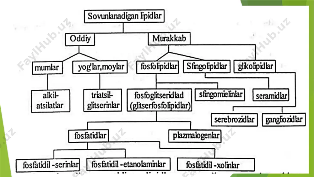 ulasini soddalashtirilgan holda quyidagicha ifodalash mumkin sfingolipidlar sfingolipidlar glitserinlarning tuzilish analoglari bo'lib, ular molekulasida glitserin o'rniga sfingozin asosi bo'ladi. sfingozin asosi kimyoviy jihatdan uzun zanjirli ikki atomli aminospirt bo’lib,undagi qo’shbog' trans-konfiguratsiyaga, c-2 va c-3 asimmetrik uglerod atomlari esa d-konfiguratsiyaga ega: stingolipidlarning vakili sifatida seramidlarni keltirish mumkin. seramidlar stingozinning n-asilli hosilalari bo`lib, ularda stingozinning aminogruppasi yog' kislotalar bilan asillangan bo'ladi. stingomiyelinlar sfingolipidlar muhim guruhini tashkil qiladi, ular birinchi marta nerv to'qimalarida aniqlangan. sfingomiyelinlar seramidlarning hosilalari bo'lib seramidlardagi c-1 gidroksili fosforilxolin guruhlari bilan asillanganda hosil bo'ladi. glikolipidlar tarkibida uglevod qoldiqlari, ko'pincha d-galaktoza saqlanadi,ular fosfat kislota va u bilan bog'langan azotli asos qoldiqlarini saqlamaydi.glikolipidlarning tipik vakillari - serebrozidlar va gangliozidlar bo'lib, ular molekulasida sfingozin aminospirti saqlanadi va shuning uchun ularni bir vaqtning o'zida sfingolipidlar deb atash ham mumkin. 4 sfingozin seramid d-galaktoza serebrozid gangliozidlar uglevodlaga boy murakkab lipidlar bo'lib, ular birichi marta miyadan ajratib olingan. kimyoviy tuzilishi jihatdan gangliozidlar serebrozidlarga o'xshash moddalar bo'lib, …