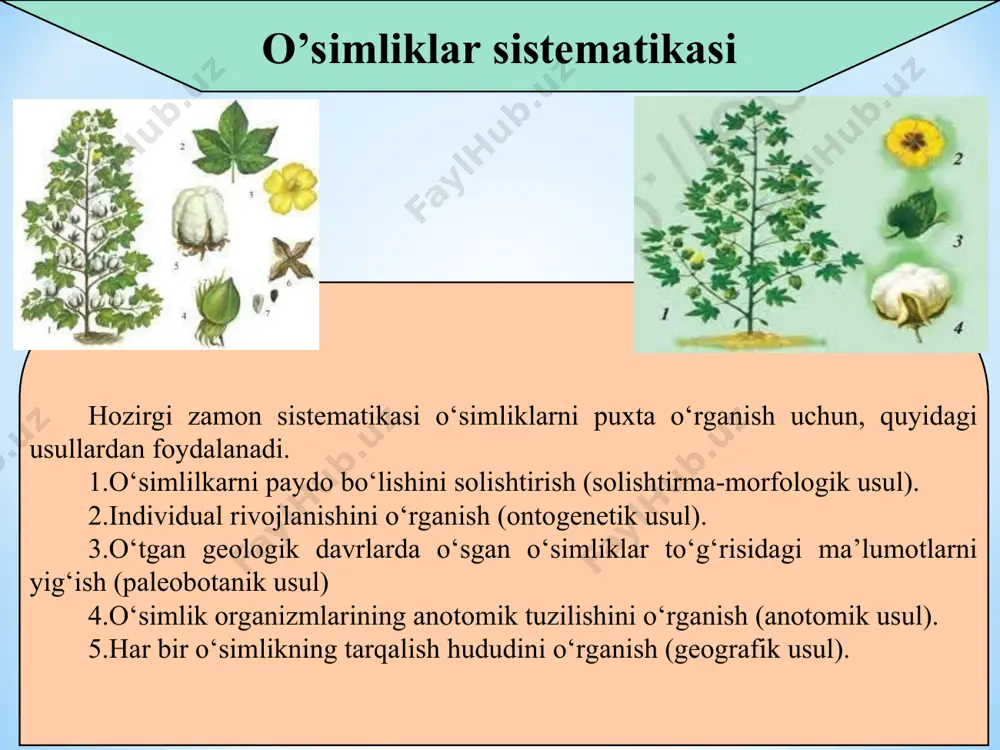 tuban o‘simliklardan suv o‘tlari va lishayniklar avtotrof yo‘l bilan oziqlanadi. hozirda tuban o’simliklarning 200 mingdan ortiq turi aniqlangan (ko‘pi suvda). shundan 3000 dan ortiq tur va shakllari o‘zbekistonda tarqalgan. tuban o’simliklar - thallophyta. tuban o‘simliklarga miksomitsetlar (shilimshiqlar) bo‘limi va xlorofillga ega bo‘lmagan zamburuqlar kiradi, lishayniklar simbioz organizmlar (tarkibida suvo‘tlar va zamburug‘lar) alohida bo‘limni tashkil etadi. tuban o‘simliklar to‘g‘risidagi fan boshqa ilmiy fanlarga asos bo‘ladi. mikrobiologiya bakteriyalarni o‘rganadi. mikologiya zamburug‘lar biologiya va amaliy ahamiyatini, virusologiya – viruslarni, algologiya – suvo‘tlarni o‘rganadi. bu tuban tuzilishga ega bo‘lgan avtotrof o‘simliklar bo‘lib faqat suvda hayot kechiradi. bunday suvo‘ttoifalar hujayrasidagi pigmentlar, xromatoforlar fotosintez natijasida hosil bo‘ladigan organik modda, ko’payish usullari, xivchinlarining tuzilishlariga ko‘ra bir necha bo‘limlarga ajratiladi. 1. cyanophyta – ko‘k – yashil suvo‘tlar bo’limi. 2. rhodophyta – qizil suvo‘tlar bo’limi. 3. chlorophyta – yashil suvo‘tlar bo’limi. 4. chrysophyta – oltin tusli suvo‘tlar bo’limi. 5. xanthophyta, – har – xil xivchinli yoki sariq yashil suvo‘tlar …