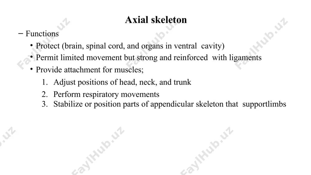 ction on the top border coccyx triangular shape formed by the fusion of 3-5 coccygeal vertebrae the top articulates with the sacrum thorax thoracic cage bony cage formed by the sternum, costal cartilages, ribs, and bodies of the thoracic vertebrae encloses and protects the organs of the thoracic cavity and upper abdominal cavity provides support for the bones of the shoulder and upper limbs sternum flat, narrow bone located in the center of the anterior thoracic wall also known as the breastbone consists of three parts the manubrium is the upper part, articulating with the clavicles and first and second ribs. the body is the largest and middle part, articulating directly or indirectly with the 2nd-10th ribs. the xiphoid process is the lowest and smallest part that has some abdominal muscles attached to it. ribs twelve pairs make up the sides of the thoracic cavity each rib articulates posteriorly with …