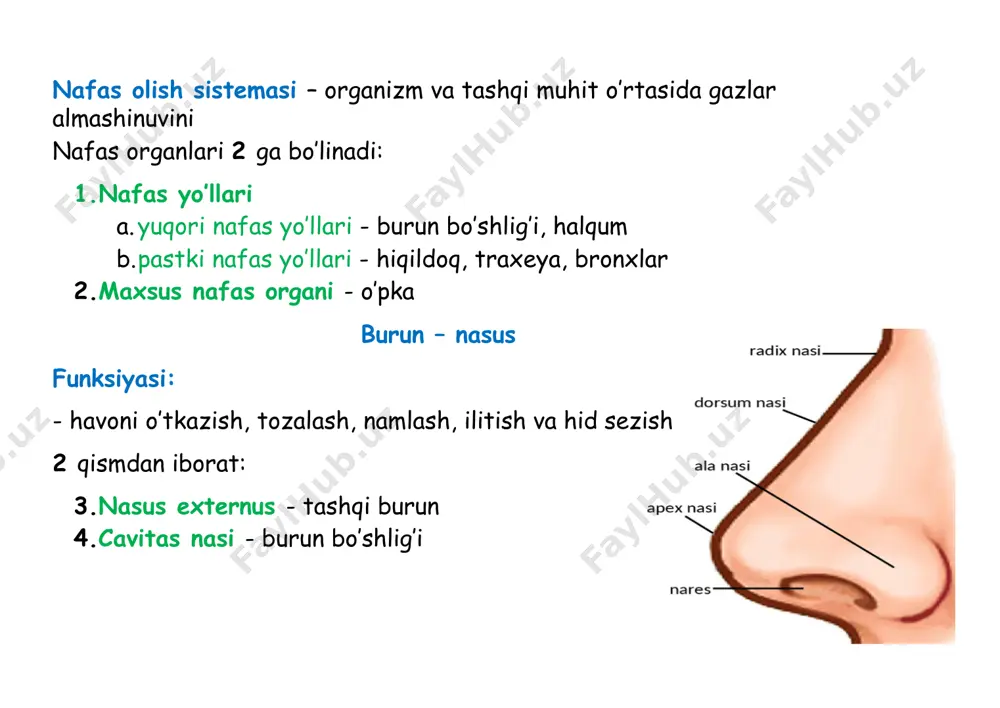 osti suyagiga birlashadi pastda: traxeyaga davom etadi oldinda: bo’yin mushaklari bilan yopilgan orqada: laryngopharynx joylashgan yonda: a.carotica communis, v.jugularis interna, qalqonsimon bezning o’ng va chap bo’lagi makroskopik tuzilishi: hiqildoq tog’aylar, boylamlar, bo’g’imlar va muskullar birlashishidan tashkil topgan hiqildoq tog’aylari toq tog’aylar juft tog’aylar toq tog’aylar 3 ta: cartilago thyroidea - qalqonsimon tog’ay cartilago cricoidea- uzuksimon tog’ay cartilago epiglottica- tilosti tog’ay juft tog’aylar cartilago arytenoidea - cho’michsimon tog’ay cartilago corniculata - shoxsimon tog’ay cartilago cuneiformis - ponasimon tog’ay cartilago triticea - donsimon tog’ay hiqildoq muskullari skelet muskullari m.sternothyroideus m.thyrohyoideus xususiy muskullar ovoz tirqishi kengligiga ta’sir qiluvchi 4.kengaytiruvchi m.cricoarytenoideus posterior 5.toraytiruvchi m.cricoarytenoideus lateralis m.thyroarytenoideus m.arytenoideus transversus m.arytenoideus obliquus 6.ovoz boylami holatiga ta’sir qiluvchi taranglovchi - m.cricothyroideus bo’shashtiruvchi - m.vocalis hiqildoq bo’shlig’i - cavitas laryngis 3 qismdan iborat: vestibulum laryngis - dahlizi pars intermedia laryngis - o’rta qismi cavitas infraglottica - ovozosti bo’shlig’i vestibulum laryngis hiqildoqqa kirish qismidan plica vestibularisgacha bo’lgan qism aditus …