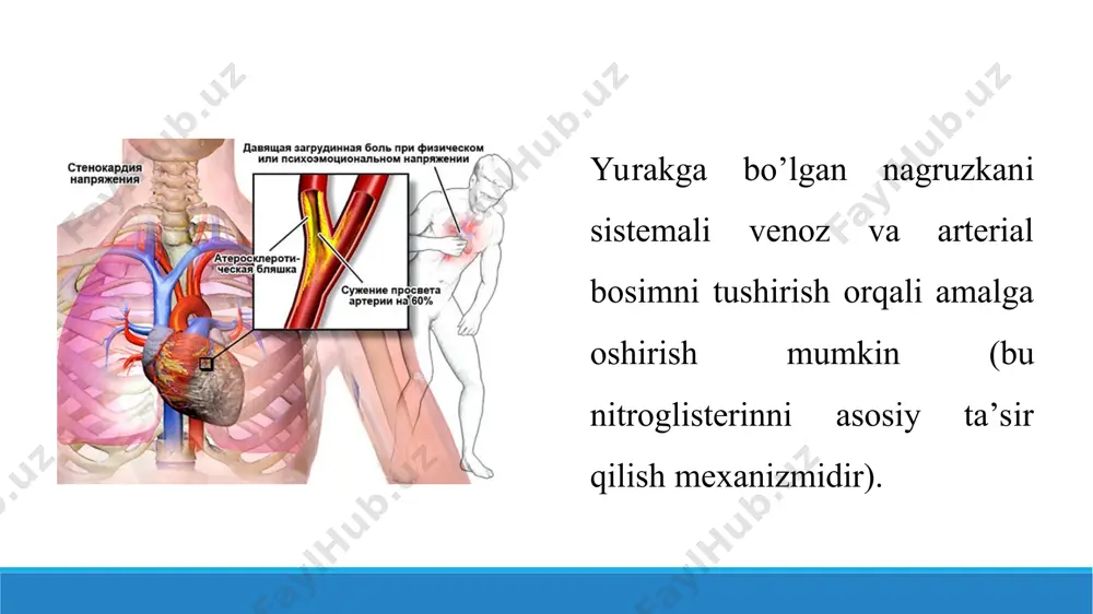 erinni koronar qon aylanishini oshirish ta’siri miotrop ta’sirga bog‘liq deb hisoblashgan, lekin, stenokardiyasi bor bemorlarga koronar sinusni kateterizatsiya qilib, til ostiga nitroglisterin qo’yilganda koronar qon aylanish oshmagan, ammo yirik tomirlar kengaygan. shu bilan birga, chap koronar arteriyaga nitroglisterin yuborilganda, bemorlarda koronar sinusda qon aylanishni oshirgan, lekin stenokardiya xurujini bartaraf etmagan. nitroglisterinni vena ichiga yuborilganda kerakli natija kuzatilgan. olingan natijaga ko’ra, nitroglisterinni antianginal effekti ekstrakardial ta’siriga bog‘liq. stenokardiya xurujini bartaraf qilishini asosiy sababi, venoz va arterial bosimni kamayishi va shunga mos ravishda yurakga kelayotgan venoz qon hajmini, periferik tomirlar qarshiligini kamayishi bilan tushuntiriladi. bu esa o’z navbatida yurak ishini, miokardni kislorodga bo’lgan talabini kamaytirishga sabab bo’ladi. bunday sharoitda qon aylanish darajasi va oksigenatsiya adekvat bo’lib, gipoksiya holati bartaraf etiladi. tomirlarni nitroglisteringa sezuvchanligiga ko’ra, quydagi tartibda bo’ladi: venalar ->arteriyalar->arteriolalar va kapillyar sfinkterlari. tomirlarni silliq muskulini relaksatsiya qilish mexanizmi, nitroglisterinni endotelial relaksatsiyalovchi faktor (no) ga o’xshash. organizmda nitroglisterindan (va boshqa nitratlardan) azot oksidi …