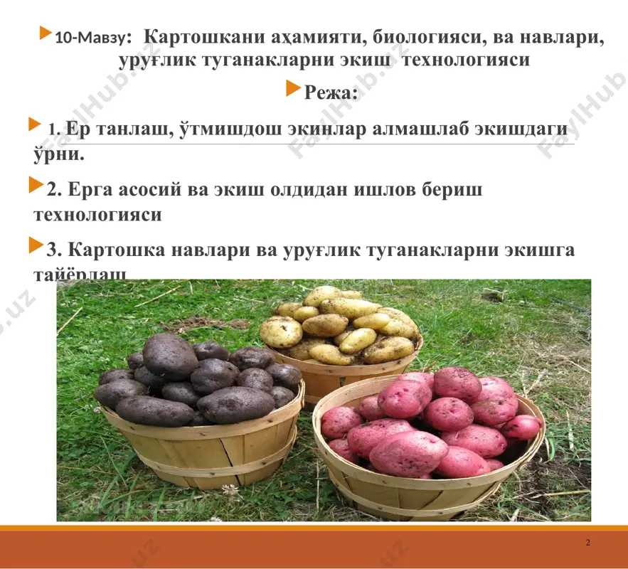 азни 100-110 г. таркибида крахмал модда миқдори 17,5 %. ҳосилдорлиги 32-35 т/га. эртаги ва ёзги муддатда экишга яроқли. картошка навлари пском ўрта-эртапишар нав, ўсув даври 85-90 кун. ҳосилдорлиги 30-35 т/га. эртаги ва ёзги муддатда экишга яроқли. ақроб ўрта-эртапишар нав, ўсув даври 85-90 кун. ҳосилдорлиги 32-35 т/га. эртаги ва ёзги муддатда экишга яроқли. * * эртапишар навлардан ўсимлик бўйи,см ўртапишар навлардан ўсимлик бўйи,см ўртаги–кечки навлардан ўсимлик бўйи,см санта 74 тўйимли 91 ақроб 83 кондор 96 арнова 80 мондиал 79 ликария 81 кўк сарой 68 диамант 80 латона 80 серҳосил 71 бардошли-3 96 симфония 70 аладин 77 зарафшан 74 сарнав 65 умид 63 пикассо 67 барака 72 аринда 66 баҳро-30 79 картошка ҳосилини энг эрта етиштириш. * барча картошка етиштириладиган зоналарда эртаги картошка ҳосилини етиштириш фойдали, чунки уни маҳсулоти баҳордан ёз фаслига ўтиш даврида истеъмолчиларни янги ҳосил билан таъминлаш билан бирга қимматроқ нархда сотилади. ўзбекистонда эртаги картошка жуда эрта экилади, хусусан жанубий …