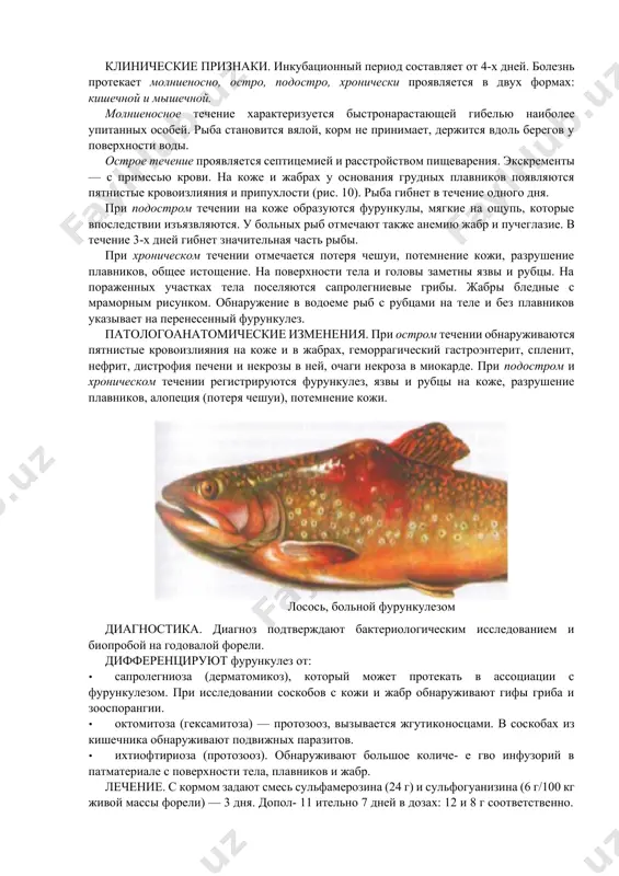 продезинфицированные пруды или бассейны с оптимальными условиями содержания; · пруды и бассейны, освобожденные от рыб, подвергают очистке и дезинфекции; · за неблагополучными прудами и бассейнами закрепляют отдельный рыбоводный инвентарь, который постоянно обеззараживают; · ежемесячно проводят бактериологический контроль за состо- япием содержащейся рыбы. при отсутствии клинических признаков болезни в течение 3-х ле г и при отрицательных показателях бакисследования хозяйство считается оздоровленным и с него снимают ограничения. фурункулёз - самостоятельная инфекционная болезнь, характеризующаяся септицемией, образованием абсцессов (фурункулов) в мышечной ткани с последующим их изъязвлением и массовой гибелью лососей. клинические признаки. инкубационный период составляет от 4-х дней. болезнь протекает молниеносно, остро, подостро, хронически проявляется в двух формах: кишечной и мышечной. молниеносное течение характеризуется быстронарастающей гибелью наиболее упитанных особей. рыба становится вялой, корм не принимает, держится вдоль берегов у поверхности воды. острое течение проявляется септицемией и расстройством пищеварения. экскременты — с примесью крови. на коже и жабрах у основания грудных плавников появляются пятнистые кровоизлияния …