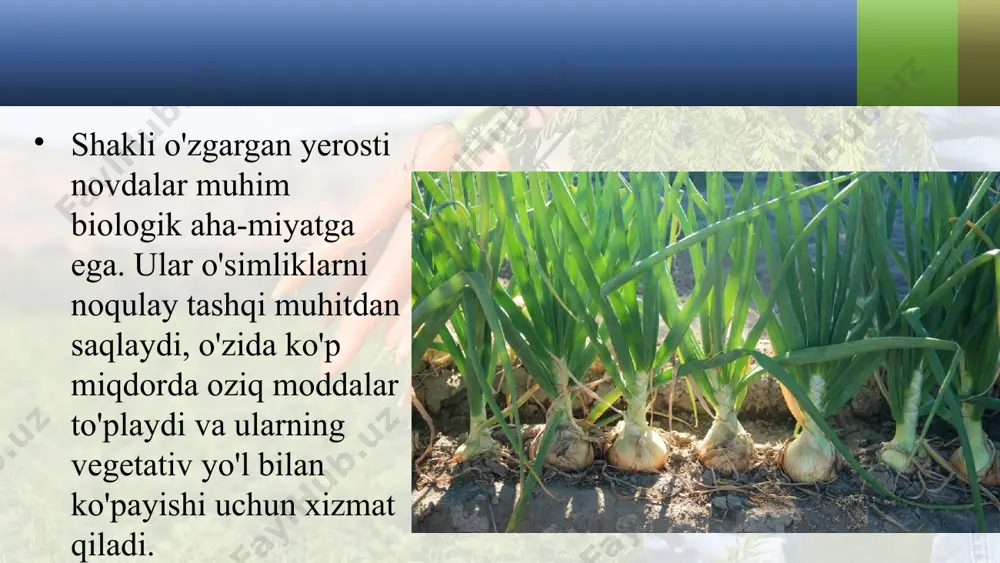 mliklarga ilashib bargga yorug'lik tushishini va poyani tutib turishni ta'minlaydi. piyozbosh, karam, aloe barglari etli bo'lib, o'zida zaxira ozuqa moddalarni saqlaydi. image2.jpeg image3.jpeg image4.jpeg image5.jpeg image6.jpeg image7.jpeg image8.jpeg image9.jpeg image10.jpeg image11.jpeg image1.jpeg