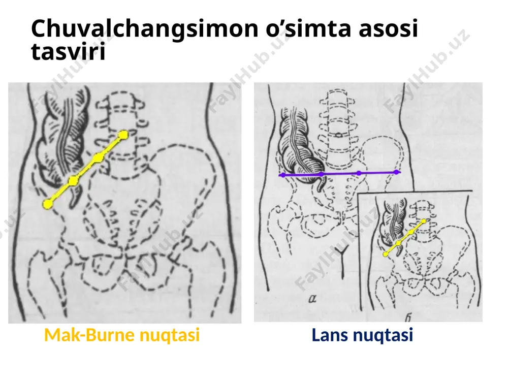 qorinold-yondevorining topografik anatomiyasi - Page 4