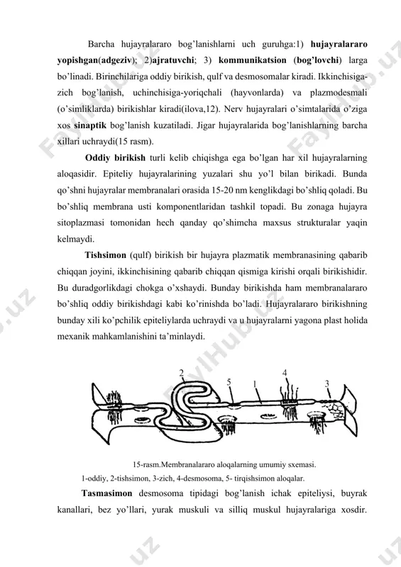 ozik tuzilishlari haqida ma’lumotlar to’plandi. barcha hujayralararo bog’lanishlarni uch guruhga:1) hujayralararo yopishgan(adgeziv); 2)ajratuvchi; 3) kommunikatsion (bog’lovchi) larga bo’linadi. birinchilariga oddiy birikish, qulf va desmosomalar kiradi. ikkinchisiga-zich bog’lanish, uchinchisiga-yoriqchali (hayvonlarda) va plazmodesmali (o’simliklarda) birikishlar kiradi(ilova,12). nerv hujayralari o’simtalarida o’ziga xos sinaptik bog’lanish kuzatiladi. jigar hujayralarida bog’lanishlarning barcha xillari uchraydi(15 rasm). oddiy birikish turli kelib chiqishga ega bo’lgan har xil hujayralarning aloqasidir. epiteliy hujayralarining yuzalari shu yo’l bilan birikadi. bunda qo’shni hujayralar membranalari orasida 15-20 nm kenglikdagi bo’shliq qoladi. bu bo’shliq membrana usti komponentlaridan tashkil topadi. bu zonaga hujayra sitoplazmasi tomonidan hech qanday qo’shimcha maxsus strukturalar yaqin kelmaydi. tishsimon (qulf) birikish bir hujayra plazmatik membranasining qabarib chiqqan joyini, ikkinchisining qabarib chiqqan qismiga kirishi orqali birikishidir. bu duradgorlikdagi chokga o’xshaydi. bunday birikishda ham membranalararo bo’shliq oddiy birikishdagi kabi ko’rinishda bo’ladi. hujayralararo birikishning bunday xili ko’pchilik epiteliylarda uchraydi va u hujayralarni yagona plast holida mexanik mahkamlanishini ta’minlaydi. 15-rasm.membranalararo aloqalarning umumiy sxemasi. 1-oddiy, 2-tishsimon, 3-zich, …