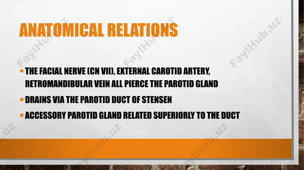 parotid gland anatomy - Page 4