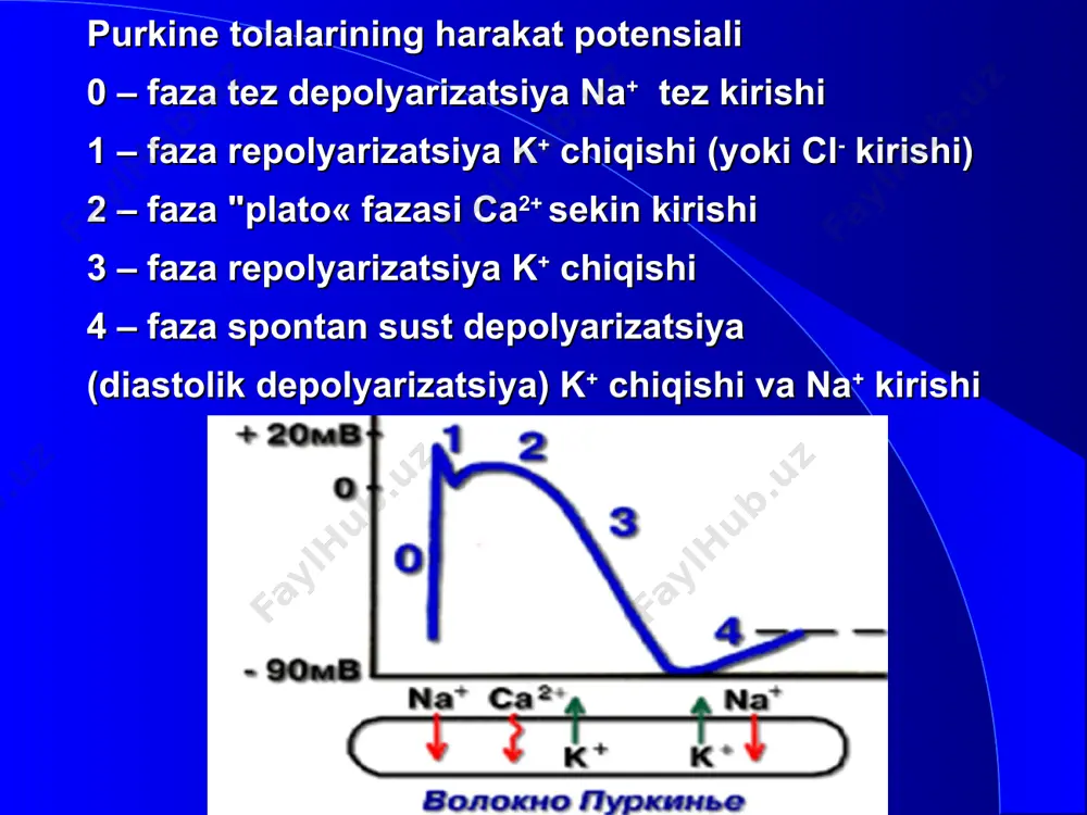 axiartmiya va ekstrasistoliyani davolashda kerak bo‘ladi. effektiv refrakter davrni uzayishi kardiomiotsitlarning yopiq zanjirli yo‘llarida qo‘zg‘alishni sirkulyasiyasi natijasida kelib chiquvchi taxiaritmiyalarda samarali bo‘ladi. o‘tkazuvchanlikni susayishi reentry (qo‘zg‘alishni qayti kirishi tipidagi aritmiya) turidagi aritmiyalarda bir tomonlama blok shakllanganda samarali bo‘ladi. purkine tolalarining birida bir tomonlama blok borligi. qo‘zg‘alishni qayta (retrograd) kirishi (reentry) qo‘shimcha impuls xosil qilib, bu esa miokardning qo‘shimcha qisqarishi, ya’ni aritmiyani chaqirishi mumkin. xinidin bir tomonlama bloklangan yo‘lda impulslar o‘tishini to‘liq bloklaydi (bir tomonlama blokni to‘liq blokka o‘tkazadi) va reentry ni to‘xtatadi . xinidinning sinoatrial tugunga ta’siri xinidin sinoatrial tugun hujayralariga qisman tormozlovchi ta’sir ko‘rsatadi. sinoatrial tugun xujayrasining xarakat potensiali depolyarizatsii jarayonlari (0 va 4fazalar) asosan ca2+ ionlari kirishiga asoslangan. shu bilan birga xinidin adashgan nervning sinoatrial tugunga tormozlovchi ta’sirini bloklaydi – vagolitik ta’sir. shuning uchun xinidin qisman taxikardiya chaqirishi mumkin кафедра госпитальной терапии xinidinning atrioventirikulyar tugunga ta’siri xinidin atrioventrikulyar tugun hujayralariga tormozlovchi ta’sir etadi.. xinidin natriy kanallarini bloklab atrioventrikulyar …