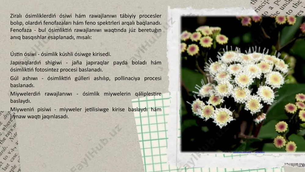 m azıqlıq komponentlerin támiyinleydi. ziralı ósimlikler ushın yeń áhmiyetli elementlerge tómendegiler kiredi: azot (n): japıraqlar hám miywelerdiń rawajlaniwin xoshametleydi. fosfor (p): tamır sistemasının ósiwine járdem beredi hám reproduktiv proceslerde áhmiyetli. kaliy (k): ósimlikler stresske qarsı gúresiw hám suwdi basqarıw ushin zárúr. photo by anjali mehta on unsplash 3. tamir sisteması tamir sisteması ósimlikti jerde uslap turiwi hám suw hám azıqlıq zatlardı sorıwı ushın zárúr. tamırlar ósip atırgan ósimlik ushin áhmiyetli azıqlıq hám suw deregi bolip xizmet etedi. qosımsha túrde, tamırlardıń bakteriyalar hám mikorizalar menen baylanısıwı ósimliktiń azıqlanıw nátiyjeliligin arttıradı. 4. fotosintez fotosintez - ósimliklerdiń jaqtılıq energiyasın ximiyalıq energiyaga aylandırıw procesi. bul proceste: xlorofill: japıraqlar ishinde jaylasqan pigment bolıp, quyashtan energiyanı qabıl etedi. karbonat angidrid hám suw: bul komponentler járdeminde ósimlikler azıqlıq zatlar (glyukoza) hám kislorod islep shiǵaradı. nutriyentler: makro-hám mikroelementler fotosintez procesinde áhmiyetli rol oynaydı. 5. klimat faktorlarınıń tásiri ósimlikler rawajlanıwı ushın klimat sharayatları úlken áhmiyetke iye. temperatura, jawın-shashın, ıǵallıq …
