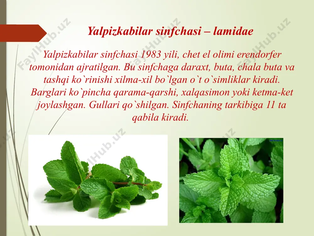 hlangan. uning 1000dan ortiq navi bor. pechaknamolar qabilasi – convulvulales bu oilaga 40ta turkum va 1500 tur kiradi. ular tropik va subtropik mintaqalarda tarqalgan buta, chala buta va o`t o`simliklardir. poyasi er bagirlab, chirmashib yoki tik o`suvchi o`simlik. barglari oddiy, butun ba`zan chetlari bo`lmali yoki patsimon bo`lingan. gullari asosan bitta, ba`zan dixaziy to`pgulni hosil qiladi. gullari ikki jinsli, to`g`ri. gulkosa barglari 5ta, erkin yoki birikib o`sgan. gultojbarglari 5ta karnaysimon. changchilari 5ta, urug`chisi 2ta yoki 3-5 mevabargchasining birikib o`sishidan hosil bo`lgan. tugunchasi ustki. mevasi ko`sakcha. gul formulasi: û ca(5) co(5) a5 g(2)yoki (3-5) oila vakillari: dala pechagi (sonvulvulus arvensis), ko`p yillik o`t begona o`t sifatida ekinlar orasida o`sadi. zarpechakdoshlar oilasi -cuscutaceae bu oila 1ta turkum va 100 ta turni o`z ichiga olgan bargsiz, xlorofilsiz, haqiqiy ildizlarga ega bo`lmagan, ipsimon, poyasidan chiqqan gausteriylari bilan xo`jayin o`simlikni so`rib oziqlanuvchi bir yillik parazit o`simliklardir. ular asosan tropik va subtropik mintaqalarda tarqalgan. gul formulasi: û …