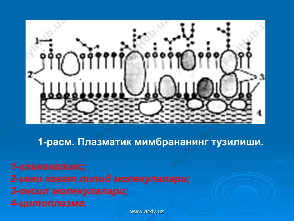 эукариотлар - Page 5