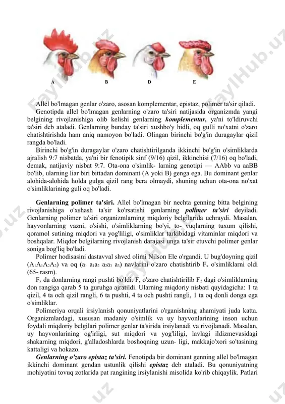 i shaklda o'zaro ta'sir ko'rsatadi. natijada organizmda biron belgining rivojlanishi bir necha gen nazorati ostida bo'ladi. misol uchun to- vuqning toji har xil zotlarida turli shaklda bo'ladi. bu narsa ikki juft genning o'zaro ta'siri natijasida genlarning alohida kombinatsiyasi tufayli tojlar to'rt xil variantda namoyon bo'ladi, ya'ni oddiy (aabb), no'xatsimon (aabb yoki aabb), yong'oqsimon (aabb yoki aabb), gulsimon toj (aabb, aabb)lar . allel bo'lmagan genlar o'zaro, asosan komplementar, epistaz, polimer ta'sir qiladi. genotipda allel bo'lmagan genlarning o'zaro ta'siri natijasida organizmda yangi belgining rivojlanishiga olib kelishi genlarning komplementar, ya'ni to'ldiruvchi ta'siri deb ataladi. genlarning bunday ta'siri xushbo'y hidli, oq gulli no'xatni o'zaro chatishtirishda ham aniq namoyon bo'ladi. olingan bi​rinchi bo'g'in duragaylar qizil rangda bo'ladi. birinchi bo'g'in duragaylar o'zaro chatishtirilganda ikkinchi bo'g'in o'simliklarda ajralish 9:7 nisbatda, ya'ni bir fenotipik sinf (9/16) qizil, ikkinchisi (7/16) oq bo'ladi, demak, natijaviy nisbat 9:7. ota-ona o'simlik- larning genotipi — aabb va aabb bo'lib, ularning liar biri bittadan …