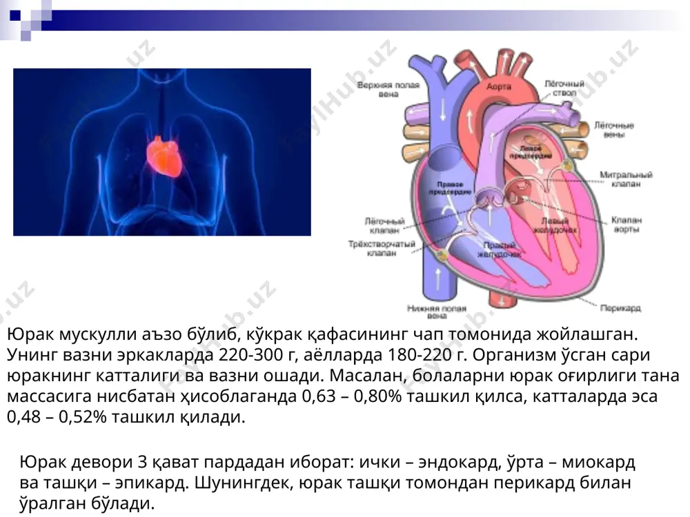 юрак қон томир физиологияси ва унинг ёшга оид хусусиятлари - Page 5