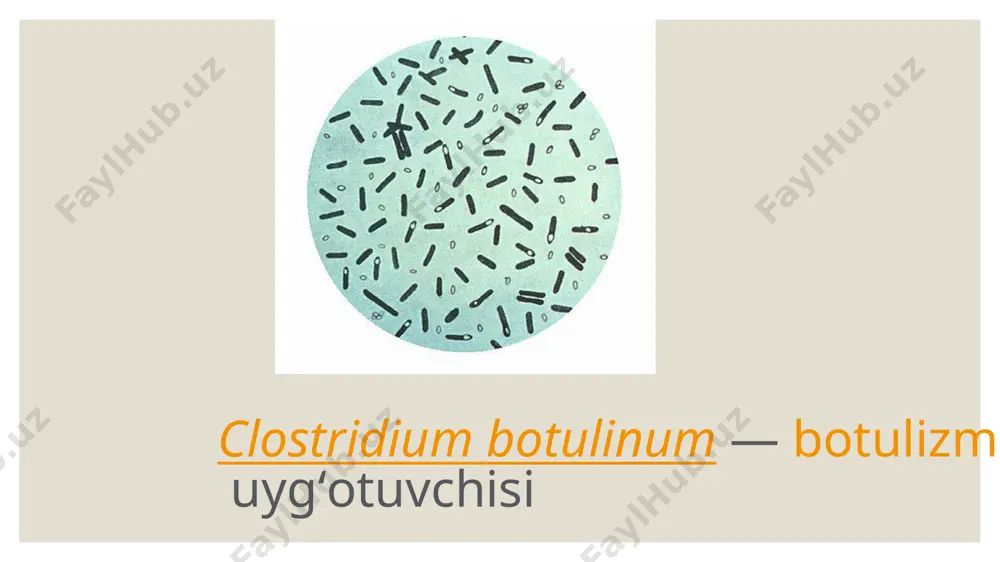 mikroorganizmlar yordamida biomassadan energiya ishlab chiqarish - Page 4