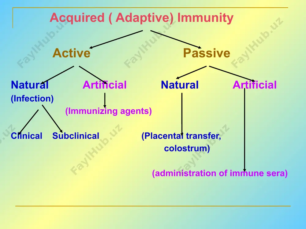 mmatory response can disinfect tissues limit further infection cytokines “cytokines” are soluble protein mediators secreted by immune cells (mostly) that act on other cells to regulate their activity; many are called “interleukins” (il-1, il-2, etc.) cytokines have many functions, we’ll focus on a few central functions of a few key cytokines a subfamily of cytokines primarily functions in directing migration of cells, these are called “chemotactic cytokines” or “chemokines” 53 - monokines, lymphokines, interleukines colony stimulating factors, chemokines, interferon - the four cytokine families function : • autocrine • paracrine • endocrine a summary of innate and acquired immunity innate immunity rapid responses to a broad range of microbes acquired immunity slower responses to specific microbes external defenses internal defenses skin mucous membranes secretions phagocytic cells antimicrobial proteins inflammatory response natural killer cells humoral response (antibodies) cell-mediated response (cytotoxic lymphocytes) invading microbes (pathogens) break ! image1.jpeg image2.jpeg image3.jpeg image4.jpeg image5.png …
