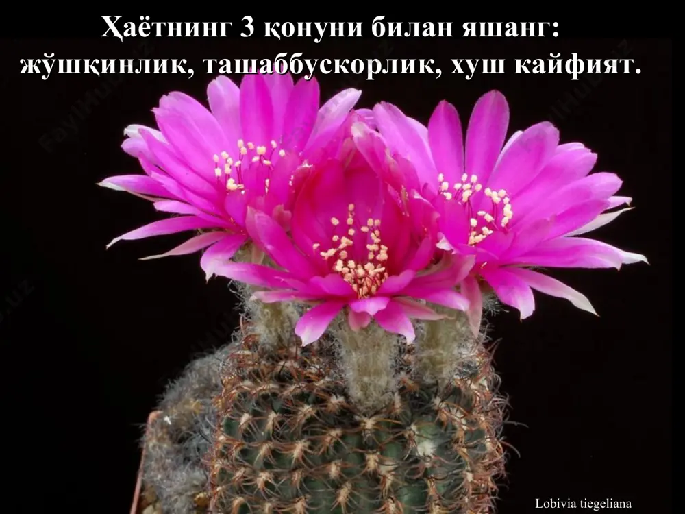 ҳаётимизни яхшилашнинг олтин қоидалари - маслаҳатлар - Page 5