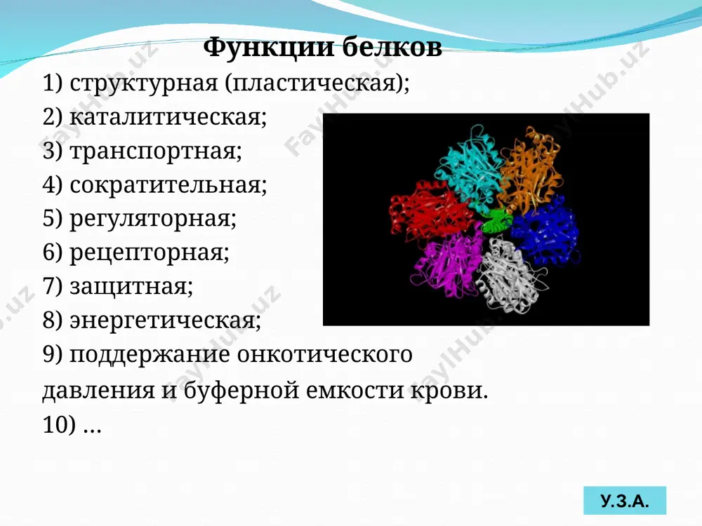 ии факторов среды (индуцибельные); по продолжительности жизни в клетке (от очень быстро обновляющихся белков, с т1/2 менее 1 ч. до очень медленно обновляющихся белков, т1/2 которых исчисляют неделями и месяцами); по схожим участкам первичной структуры и родственным функциям (семейства белков: семейство миоглобина, куда включены, кроме самого миоглобина, и все виды гемоглобина; сериновых протеаз) у.з.а. линейная последовательность аминокислот в полипептидной цепи. стабилизируется ковалентной пептидной связью. пространственная структура, образующаяся в результате взаимодействия функциональных групп пептидного остова (-nh-ch-co-). стабилизируется водородными и дисульфидными связями. трехмерная структура, образующаяся в результате взаимодействия функциональных групп радикалов аминокислот, расположенных на расстоянии друг от друга в пептидной цепи. стабилизируется гидрофобными взаимодействиями, межмолекулярными вандерваальсовыми силами, ионными, водородными, дисульфидными связями (цистеин). характерна для олигомерных белков. образуется вследствие взаимодействия протомеров по принципу комплементарности (ключ-замок) и объединения их в единую молекулу. структурная организация белковой молекулы s первичная структура белка glycine (g) glutamic acid (e) asparatic acid (d) methionine (m) threonine (t) serine (s) …