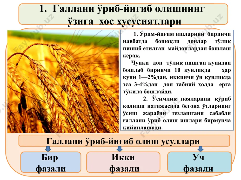 ллик бегона ўтларни тез ривожланишини ҳисобга олган ҳолда “класс” фирмасининг “доминатор-130” русумли комбайнлардан фойдаланиш юқори самара бериши тажрибаларда аниқланган. далани ғалла ўримига тайёрлаш. далалар бегона ўтлар, айниқса. ғалла пояларига ўралиб ўсувчи ва йўғон пояли бегона ўсимликлардан тозаланиши, бир йиллик ва кўп йиллик бегона ўтларга қарши мавжуд герпицидлар билан ишлов берилиши лозим. дала четларида жойлашган ғалла ҳосили қўлда ўрилиб, тик турган пояларга суяб кетилади. дала бошидан, ўртасидан ва охиридан ўтган ўқариқлар текисланади, далага кирадиган йўллар тайёрланади. ўрим-йиғим ишларини ташкил этиш. ўрим-йиғим ишларини отряд усулида ташкил этиш комбайнлар ва бошқа техника воситалардан фойдаланиш самарадорлигини оширади. отряд усулида комбайнларнинг салт ҳолатда бир жойдан иккинчи жойга кўчириб юриши камаяди, иш вақтида юзага келган нуқсонлар ва камчиликларни тезда бартараф қилишга эришилади. ҳар бир отрядга комбайн, дон ташиш транспорт воситалари ва бошқа техникалар, ташкилий ишлар бўйича ишчи-ходимлар бириктирилади ҳамда ҳар бир отряднинг ўриб-йиғиб оладиган майдонлари контурлар бўйича белгиланиб, уларнинг ҳаракатланиш схемалари ишлаб чиқарилади. ўрим-йиғим даврида комбайнларнинг …