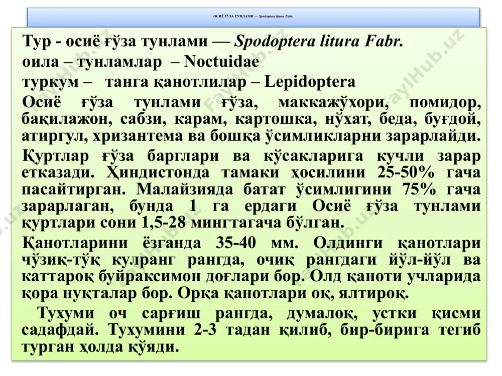 ғўза куяси ёки пушти кўсак қурти - Page 4