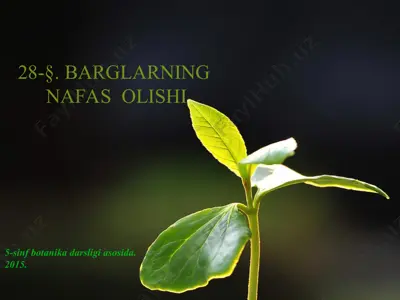barglarning nafas olishi. 5 - sinf — PPT