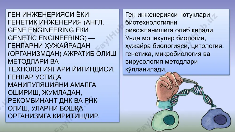 и олиш генетик инженериянинг ривожланишида генетик энзимология ва нуклеин кислоталар кимёси ютуқлари катта аҳамиятга эга. молекуляр даражада олиб бориладиган ишлар натижаси икки хил фермент — рестрикция эндонуклеазалари ва лигазаларга боғлиқ. ген инженерияси ёрдамида нуклеотидлар тартиби ўзгарган днк молекуласи ҳосил қилинади ва уни ишлаб турган ҳужайра геномига ўтказилади ва шу билан янги ирсий белгили ҳужайралар олинади. днк дан генларни ажратиб олиш. рестриктазалар ёрдамида амалга оширилади (днк ни маълум бир нуклеотидлар кетма-кетлиги қисмларида): рестриктазалар нуклеотидлар кетма-кетлигини ўртасидан таниб кесади, днк фрагментларида тўмтоқ учлар ҳосил бўлади. рестриктазалар ёпишқоқ учлар ҳам ҳосил қилиб кесади: днк занжирида сурилиш кузатилади, ҳосил бўлган учларда нуклеотидлар ўзаро комплементарлик асосида таъсирлашади. рестриктазалар днк ни таниш ва кесиш жойлари bam i 5`-g-g-а-т-c-c-3` 3`-c-c-т-а-g-g-5` ecor i 5`-g-а-а-т-т-c-3` 3`-c-т-т-а-а-g-5` hind iii 5`-а-а-г-c-т-т-3` 3`-т-т-c-г-а-а-5` hae iii 5`-g-g-c-c-3` 3`-c-c-g-g-5` hpa ii 5`-c-c-g-g-3` 3`-g-g-c-c-5` sma i 5`-c-c-c -g-g-g-3` 3`-g-g-g- c-c-c-5` ҳозирги кунда 600 дан ортиқ рестриктаза ферментлари кашф қилинган кимёвий-ферментатив синтез методни моҳияти: нуклеотидлар орасида …