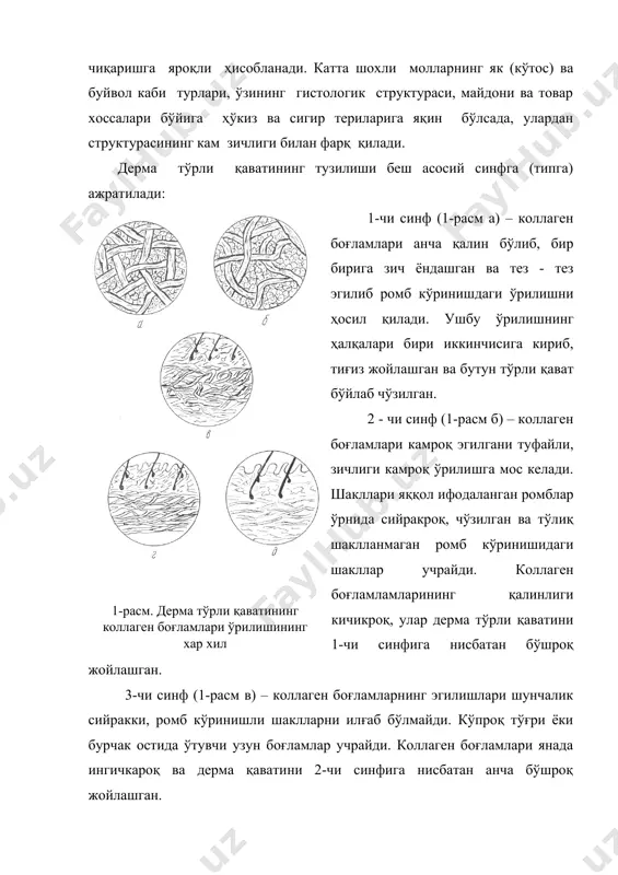 қлик борлиги аниқланган. дермадаги коллаген толаларининг ўрилиши қанчалик зич ва бақувват бўлса, (1-чи ва 2-чи синф) у шунча кам намлик сақлайди, ва аксинча. бир яримёшар новвос терисининг ҳар хил топографик қисмлари дермасининг асосий структура элементларини ўлчаш натижалари 2-жадвалда келтирилган. 1- жадвал новвос терилари дермасининг асосий структура элементларини ўлчаш натижалари. кўсаткич ёпқич ёқа этак дерма қалинлиги, мм 5.5 4,1 3.7 ғуддали қават 1.2 1.1 1.1 тўрли қават 4.3 3 2,6 коллаген толалари боғлам-ларининг намлиги, мкм 64,3 56,6 50,8 боғламламларнинг эпидермис юзасига қиялик бурчаги, град 61,5 37,6 31.8 дерма структурасининг топографик қисмлар бўйича кўрсатилган тавсифи, ушбу қисмларнинг физик-механик кўрсаткичлари билан мос тушади. катта шохли мол териларнинг ёпқич қисми 1-чи, 2-чи, 3-чи синф структураларига эга эканлиги туфайли, улар хусусан тагчарм, шунингдек маъсулияти юқори бўлган техник чармлар ишлаб чиқаришга яроқли ҳисобланади. ёқа ва этак қисмларини патак чарм ишлаб чиқаришда ишлатиш мумкин. ҳар хил топографик қисмларда тери микро тузилишининг бир хил эмаслиги туфайли ушбу қисмларда …