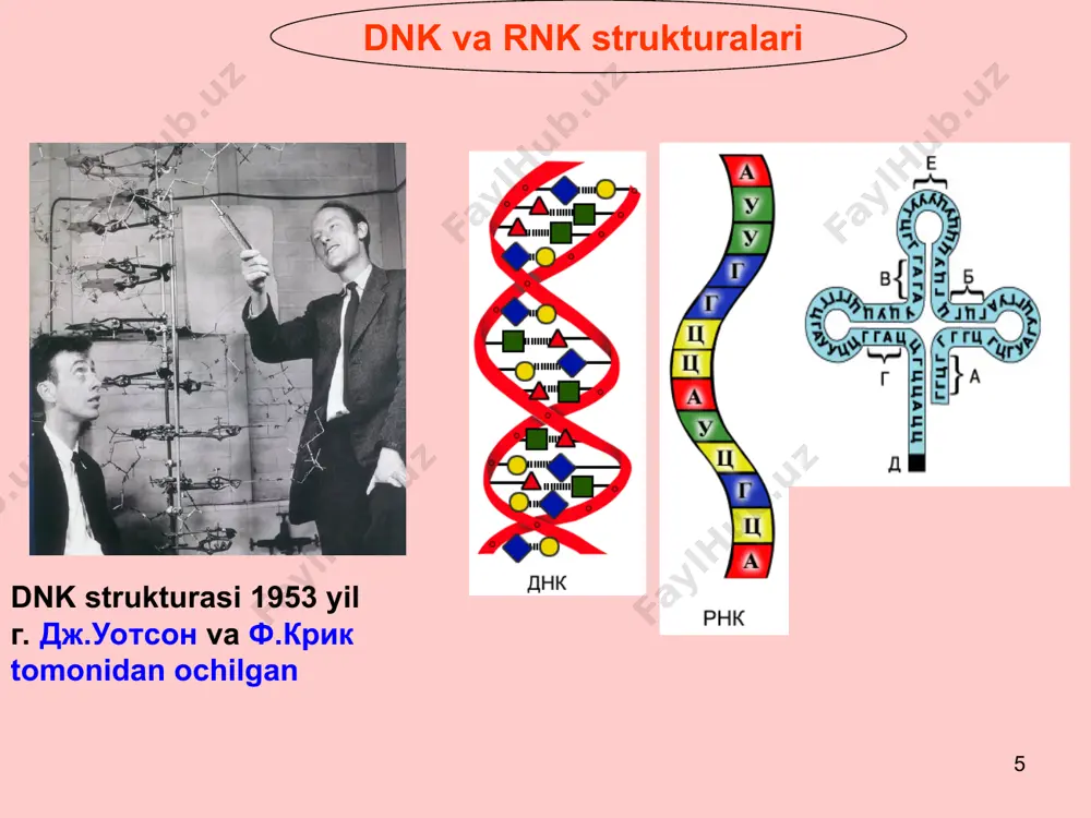 rot saqlaydigan gen qismlari. 2. mrnk ni 3'-ohiri poly(a) ga birikishi. 3. 5 '-oxiriga mrnk qoldig’ini birikishi metilguanozin (“кep”). f gtf gf т а s g gs. at. f а u g s transkripsiya tf mrnk * ekzon intron e i e i yetilmagan mrnk f yetilgan mrnk transkripsiyada xromosomalarda 95% mrnk 5% trnk va rrnk to’g’ri keladi. transkripsiya iii bosqichdan iborat bo’ladi: 1. initsiatsiya ( boshlanishi) 2. elongatsiya ( davom etishi yoki cho’zilishi) 3. terminatsiya (tugashi) rnk sintezi ya’ni transkripsiya uchun quyidagi sharoit zarur: dnk matritsasida sintezlanayotgan rnk sintezida ishtirok etuvchi dnkga qaram rnk polimeraza fermenti. hamma 4 ta ribonukleozidtrifosfatlar ( atf, gtf, stf, utf) mg2+ ioni yechilgan dnkning faol qismi, yani transkriptsiyaga uchraydigan dnk bo’lagi. transkripsiyada xromosomalarda 95% mrnk 5% trnk va rrnk to’g’ri keladi. transkripsiya iii bosqichdan iborat bo’ladi: 1. initsiatsiya ( boshlanishi) 2. elongatsiya ( davom etishi yoki cho’zilishi) 3. terminatsiya (tugashi) rnk sintezi ya’ni transkripsiya …