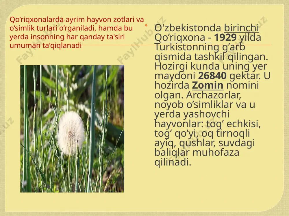 o'zbekiston qo'riqxonalari bo'yicha mustaqil ish - Page 5