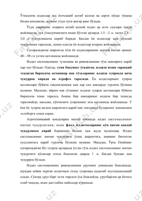 ринади. тошкент шароитида асосий ўқ илдиздаги биринчи ён илдиз ғўза майсаси кўрингандан 5—6 кун ўтгач, яъни ўқ илдиз узунлиги 12-14см га етганда пайдо бўлади. ғўзанинг илдиз системаси дастлабки бир ойда, айниқса 15 кун ичида жуда тез, ер устки қисми эса аксинча, жуда секин ўсади. бу ғўза ёппасига гуллагунга қадар давом этади. мана шу вақтда илдиз системаси деярли тўла шаклланиб олади, ўсимликнинг бундан кейинги ўсишида илдиз тузилишда жиддий ўзгариш рўй бермайди, лекин суғориладиган шароитда ўсув даврининг охиригача илдиз сустлик билан ўсаверади. fyзa шоналашга қадар асосий илдиз бирмунча жадал ўсади, ундан кейин ён илдизлар авжга киради. шунинг учун ғўза ўстиришда чигит экишга, экиш вақтида ва экишдан кейин ҳам тегишли агро-техникавий тадбирларни амалга ошириб, ўсимликнинг биологик хусусиятига қараб ҳаётининг дастлабки пайтларида илдиз системасининг жадал ўсиши учун қулай шароит яратиш керак. 15 кунлик ғўза ниҳолларининг асосий илдизи асосий поядан 3—4 марта узун бўлади. ён илдизларнинг (бу вақтда ғўза илдизи фаол илдиз ҳисобланади) умумий узунлиги …