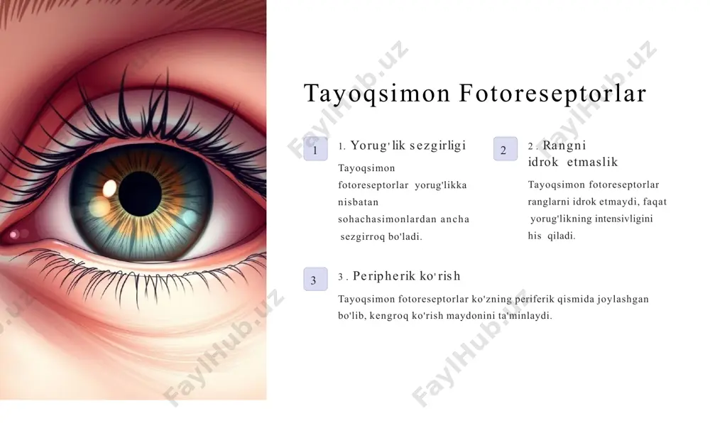 ko'zning fotoreseptorlari marfologik tuzilishi - Page 3