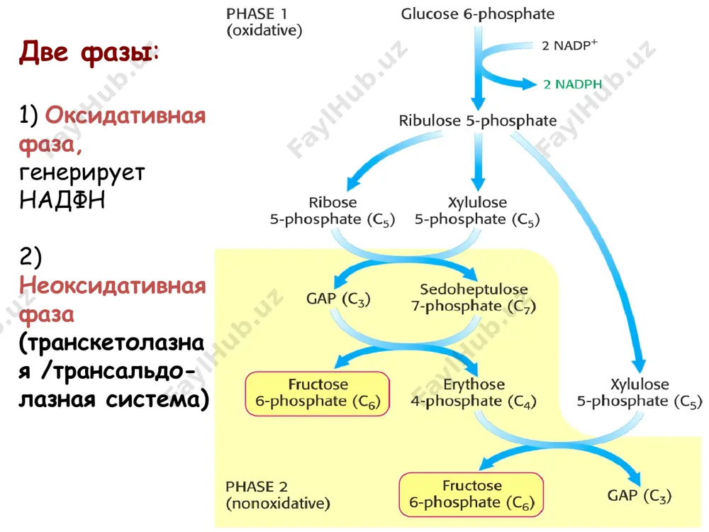 пентозофосфатный путь - Page 3