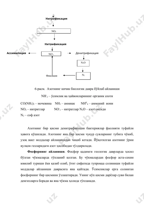 ли таҳминан 60 000 тонна фосфор табиатга қайтарилади. нима учун шундай бўлади? амударё заминимизнинг энг йирик дарёларидан бири. унинг узунлиги 2540 км бўлиб, афғонистдаги ҳиндиқуш тоғларининг шимолий ёнбағридаги 4950 м баландликдаги музликдан бошланади. бу ерда уни воҳондарё дейилади. воҳондарё помирдаги заркўлдан чиқиб келадиган помир дарёси билан қўшилгандан сўнг панж деб аталади. панж ва бошқа кичикроқ дарёлар ва ниҳоят энг йирик серсув ирмоғи-вахш дарёси қўшилгандан сўнг амударё номини олади. бу қисмида унга яна қундуздарё, кофирнихон, сурхондарё қўшилади. бундан кейин орол денгизига етгунча 1200 км масофада унга бошқа ирмоқ қўшилмайди. юқори оқимида амударё жуда тез оқади; унинг суви тиниқ, туби ҳарсанг тошлар, панж ва вахш дарёлари қўшиладиган жойларда эса шағал билан қопланган. амударёнинг ўрта ва қуйи оқимларида суви лойқа, туби балчиқдан иборат. амударё сувида ҳарсанг тошлар, шағал ва лойқанинг ҳосил бўлишини қандай тушунтириш мумкин? адабиётлар: 1. аметов м.б., сапарниязов ж.с. пустўни каракалпакии нукус, 1995. 2. аметов м.б. редкие и исчезаюшие видў животнўх …