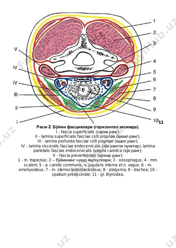 4 - m. omohyoideus (venter superior); 15 - a. carotis communis; 16 - v. jugularis interna; 17 - m. thyrohyoideus; 18 - m. stylohyoideus; 19 - m. digastricus (venter posterior); 20 - gl. submandibularis; 21 - m. mylohyoideus; 22 - m. digastricus (venter anterior). rasm 4. bo'yin fastsiyalari va kletchatka bo'shliqlari (sagittal kesimdagi sxema). 1 - os hyoideum; 2 - fascia superficialis (1-fastsiya); 3 - lamina superficialis fasciae cervicalis propriae (2-fastsiya); 4 - lamina profunda fasciae cervicalis propriae (3-fastsiya); 5 - parietalniy listok fasciae endocervicalis (4- fastsiya); 6 - vistseralniy listok fasciae endocervicalis (4-fastsiya) i peresheek gl. thyroidea; 7 - arcus venosus juguli; 8 - spatium interaponeuroticum; 9 - spatium suprasternale; 10 - manubrium sterni; 11 - spatium previscerale; 12 - a. et v. brachiocephalicae; 13 - spatium prevertebrale; 14 - spatium retroviscerale; 15 - trachea; 16 - oesophagus; 17 - cartilago cricoidea; 18 - rima glottica; 19 - epiglottis; …