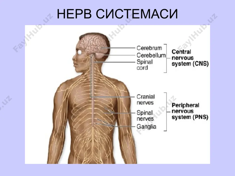 nerv sistemasi morfofunksional tasnifi - Page 4
