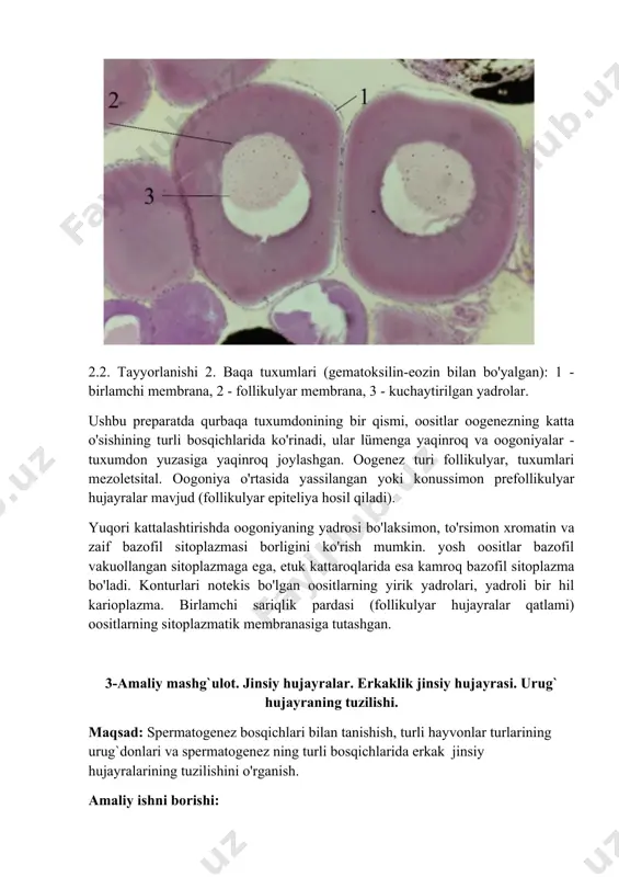 uzilishidagi o`xshashlik va farqlarni amaliy o'rganish. amaliy ishni borishi: 1.tuxum va spermatozoidning tuzilishini taqqoslang. 2.ikkala hujayraning o`xshashlik va farqli jihatlarini ayting,rasmlarini chizing. sut emizuvchilar tuxum hujayrasining mikroskopik (a) va ultramikroskopik (b) tuzilishi (yu.i.afanasev, 1990 bo'yicha). 1-yadro; 2-sitoplazma va sariqlik kritmasi; 3-kortikal granula; 4-sitolcmma; 5-yaltiroq qobiq;6- follikulyar hujayralar, 7-vorsinkalar odamlarda spermatogenez va oogenez o'rtasidagi asosiy farqlarni toping. xususiyati urug` hujayra tuxum hujayra 1 2 3 4 5 6 7 8 9 10 5-amaliy mashg`ulot. jinsiy bezlar.tuxumdon va uning tuzulishi. maqsad: turli hayvonlar turlarining urg`ochilaridagi tuxumdolari tuzilishini amaliy o'rganish. amaliy ishni borishi: turli hayvonlar turlarining urg`ochilaridagi tuxumdolari tuzilishini amaliy o'rganish va turli hayvonlar tuxumdoni tuzilishini solishtirib,rasmlarini chizish 1.tuxumdon tuzilishini o`rganish. 2.turki hayvonlarda tuxumdon tuzilishini taqqoslash. a) mushuk tuxumdonining kesimi (2.3-rasm). 2.3. tayyorlanishi 3. mushuk tuxumdonlari (gematoksilin - eozin bilan bo'yash (kattalashtirish - 400x): 1 - tuxumdonni qoplaydigan tsellomik epiteliy; 2 - tuxumdon po'stlog'i; 3 - tuxumdon oraliq to'qimasi; 4 - 1-tartibdagi oositlar; …