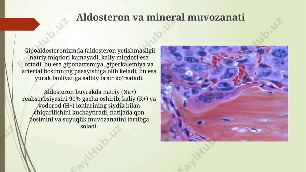 k usti bezlari va moyaklarda, oz miqdorda esa ayol organizmida ham ishlab chiqariladi, ularning asosiysi testosteron hisoblanadi. androgenlarning 5α-reduktaz fermentlari ta'sirida dihidrotestosteronga (dht) aylanishi, prostat bezining rivojlanishi va funksiyasi uchun muhim ahamiyatga ega. periferik endokrin bezlarning umumiy tavsifi periferik endokrin bezlarning faoliyati, qon plazmasidagi gormonlar darajasining teskari aloqa mexanizmi orqali, ya'ni gormonlar miqdorining ortishi yoki kamayishi orqali tartibga solinadi va bu jarayonda 3-5 ta asosiy neyrotransmitterlar ishtirok etadi. periferik endokrin bezlar, gipotalamus-gipofiz o'qi nazorati ostida bo'lib, 4 ta asosiy guruhga bo'linadi va ularning har biri 2-3 ta muhim gormon ishlab chiqaradi, bu esa organizmning gomiostazini saqlashda muhim rol o'ynaydi. tiroksin (t4) va triyodtironin (t3) tiroksin (t4) asosan qalqonsimon bez tomonidan ishlab chiqariladi va qonda t3 ga nisbatan ancha yuqori konsentratsiyada (taxminan 20 barobar) mavjud bo'ladi. t3 (triyodtironin) t4 ga qaraganda ancha faol gormon hisoblanadi va hujayralardagi retseptorlar bilan bog'lanib, metabolik jarayonlarni tezlashtiradi. uning ta'siri t4 ga qaraganda 3-5 barobar kuchliroq. …